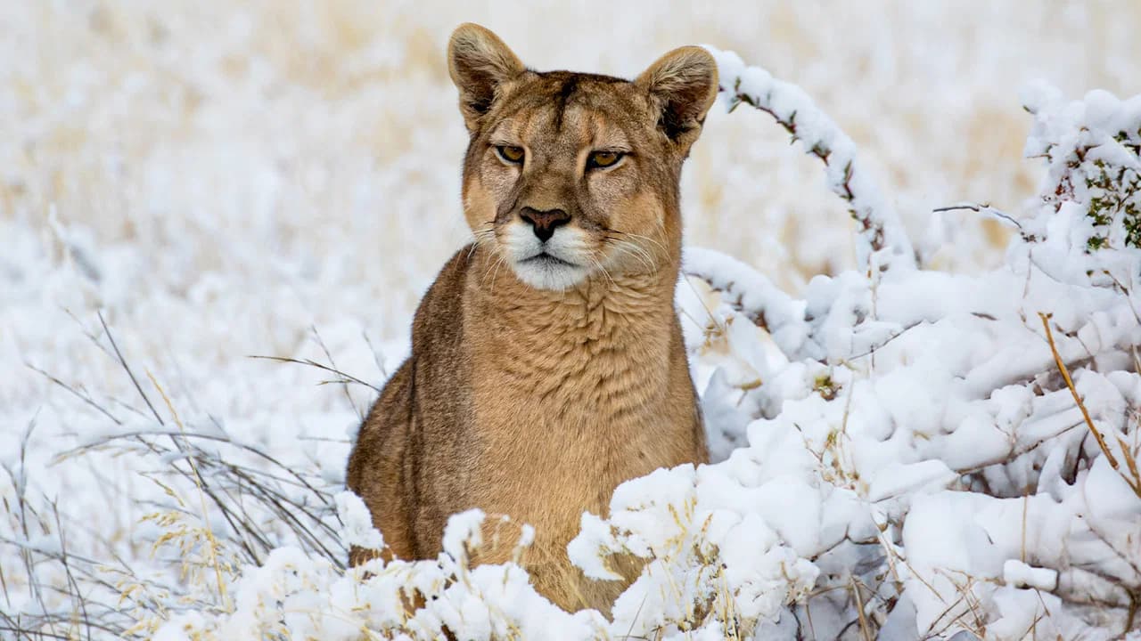 Pumas: Legends of the Ice Mountains
